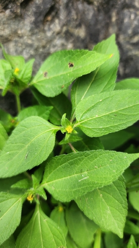 Eleutheranthera ruderalis iNat (2)