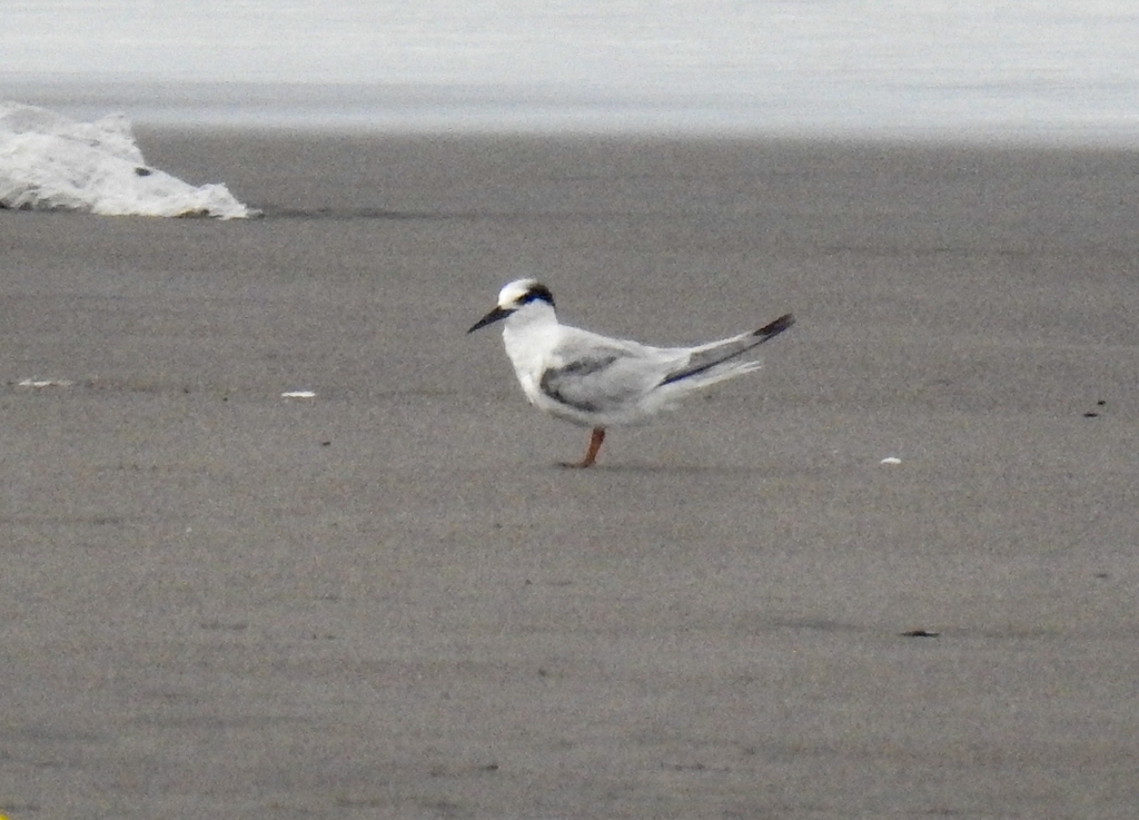 Little Tern (Sternula albifrons)