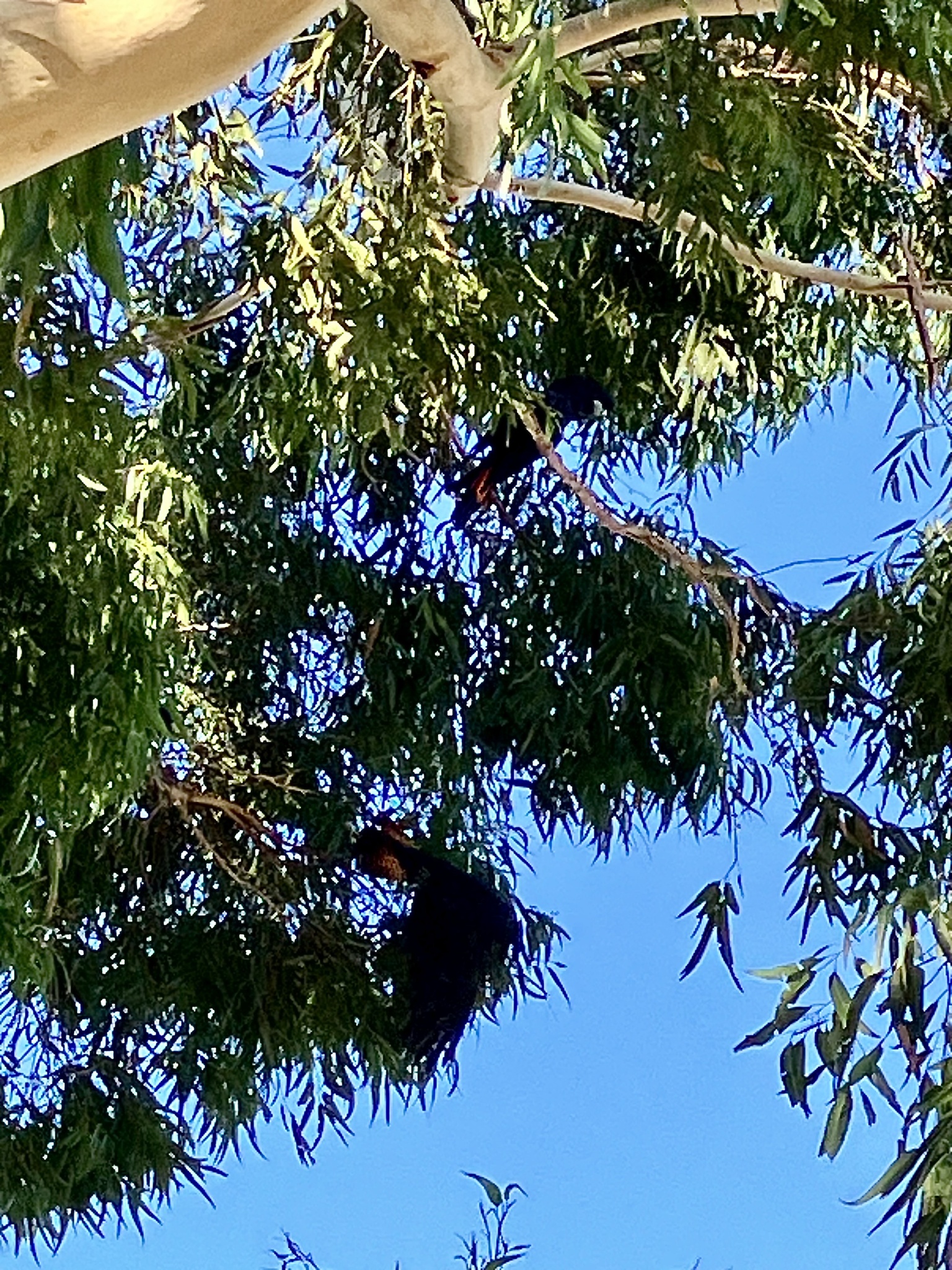 Red-tailed Black Cockatoo (Calyptorhynchus banksii), photo 2