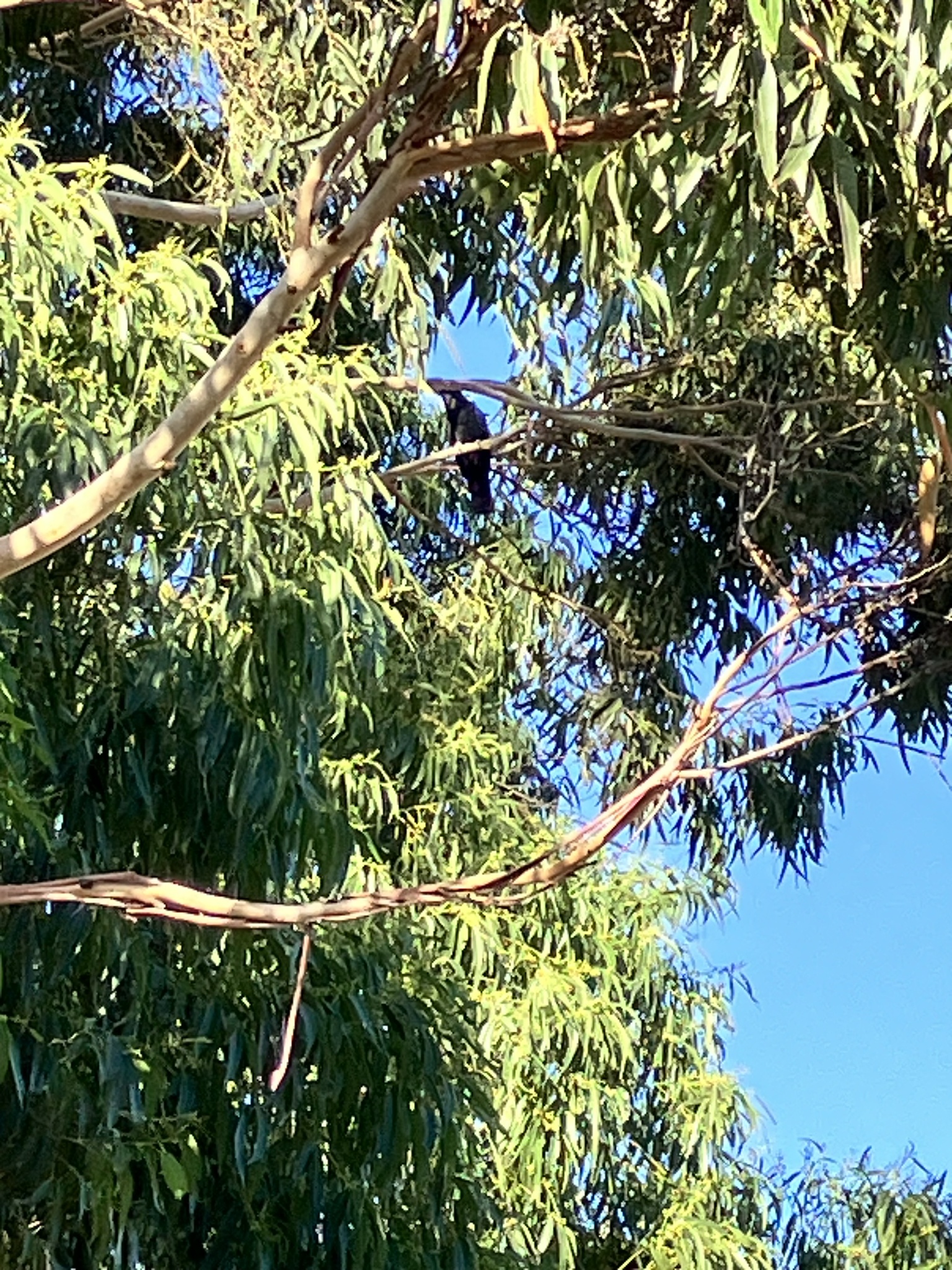 Red-tailed Black Cockatoo (Calyptorhynchus banksii), photo 3