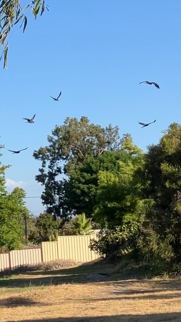Red-tailed Black Cockatoo (Calyptorhynchus banksii), photo 4