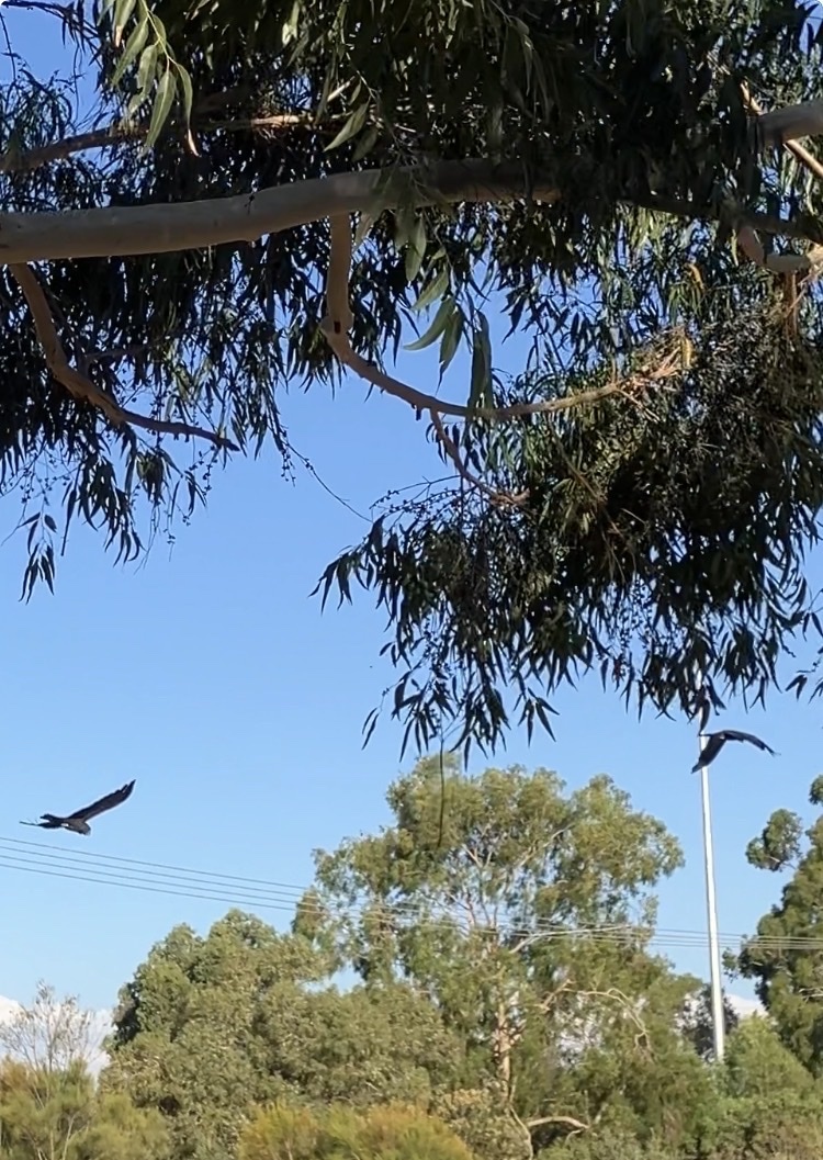 Red-tailed Black Cockatoo (Calyptorhynchus banksii), photo 5