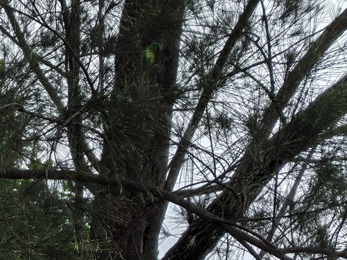 Blue-naped Parrot (Tanygnathus lucionensis)