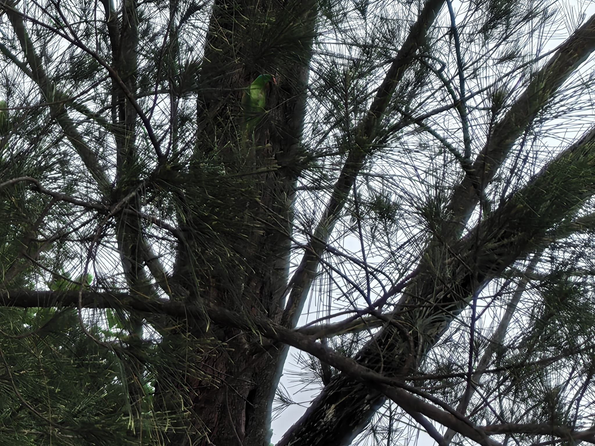 Blue-naped Parrot (Tanygnathus lucionensis), photo 1