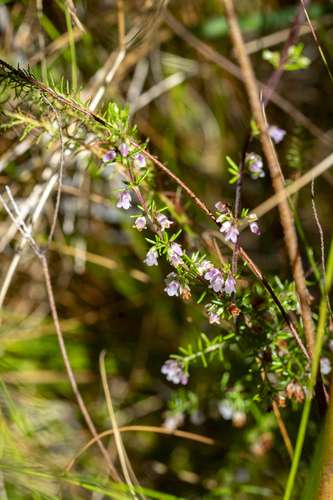 Autumn Heath (Erica notoporina)