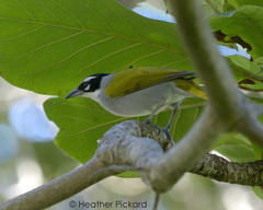 Phaenicophilus palmarum