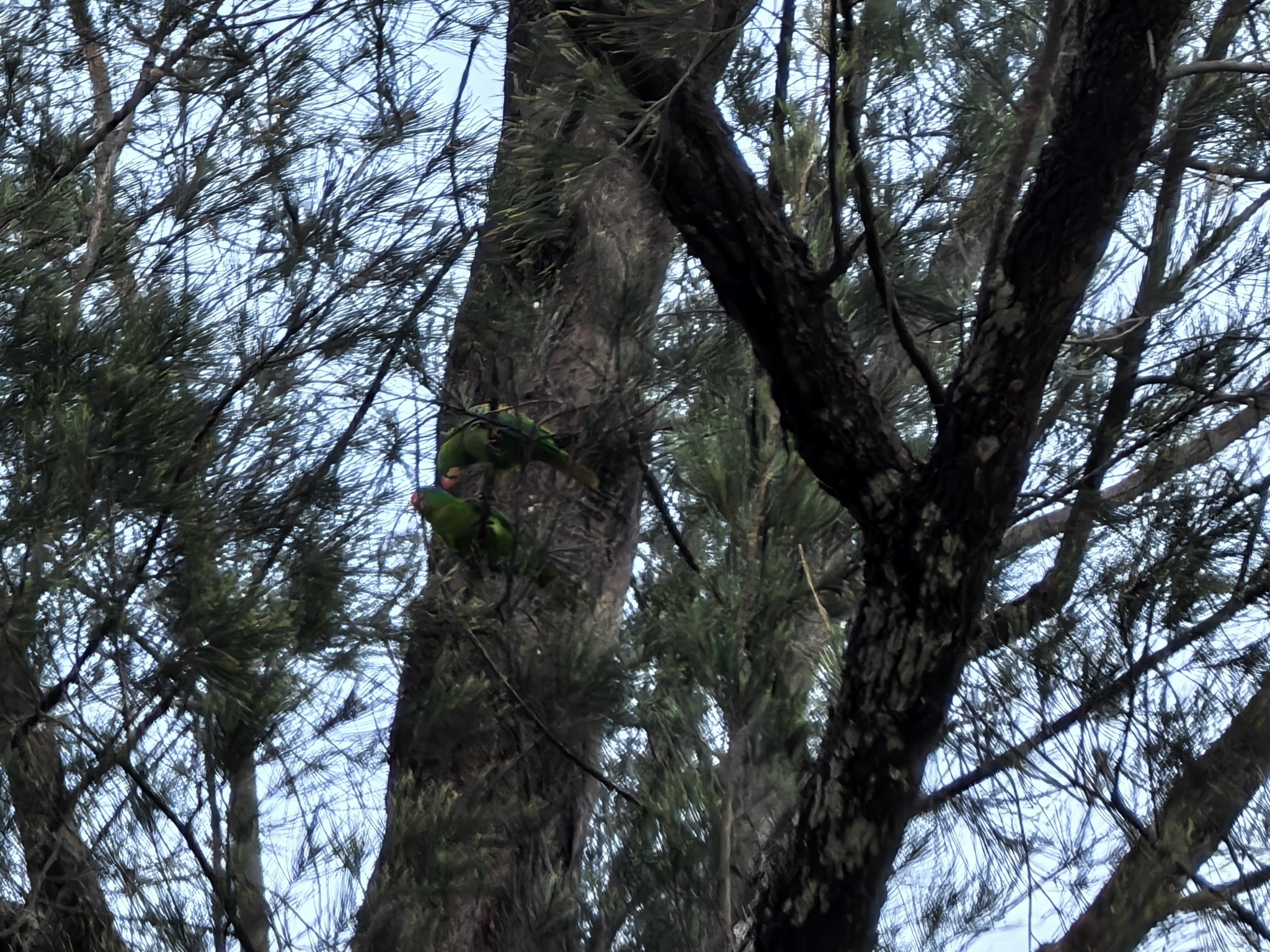 Blue-naped Parrot (Tanygnathus lucionensis), photo 2