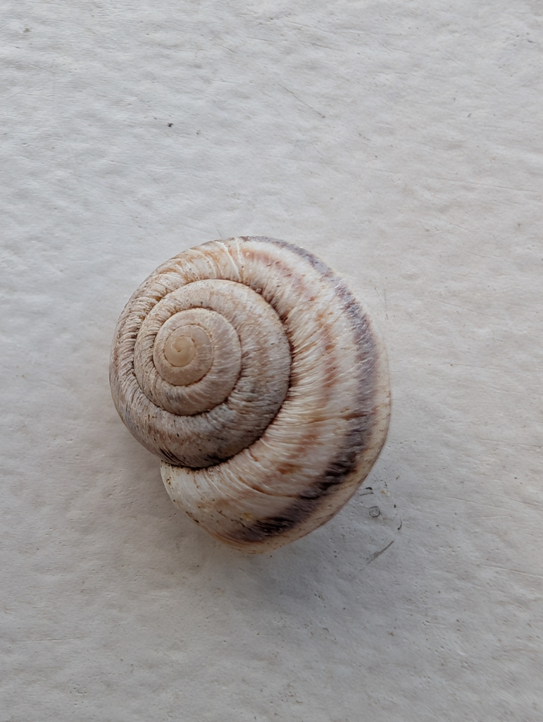 Plebecula nitidiuscula