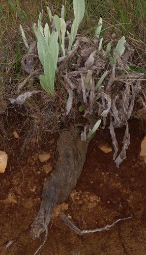 Sticky Everlasting (Helichrysum acutatum)