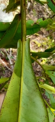 Tristaniopsis merguensis