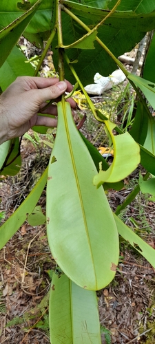Tristaniopsis merguensis, photograph 2