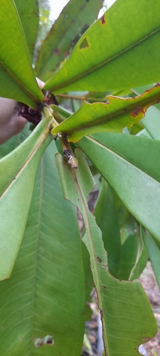 Tristaniopsis merguensis, photograph 3