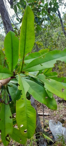 Tristaniopsis merguensis, photograph 4