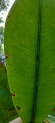 Tristaniopsis merguensis, photograph (c) Mathew Rees, some rights reserved (CC BY)
