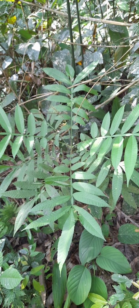 jati sabrang (Peronema canescens)
