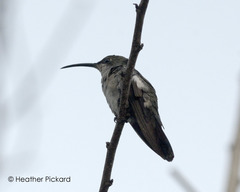 Anthracothorax dominicus