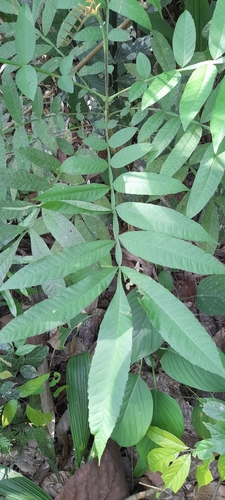 Peronema canescens, photograph 2