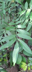 Peronema canescens, photograph (c) Mathew Rees, some rights reserved (CC BY)
