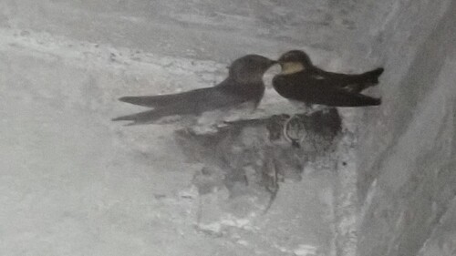 Hirundo javanica