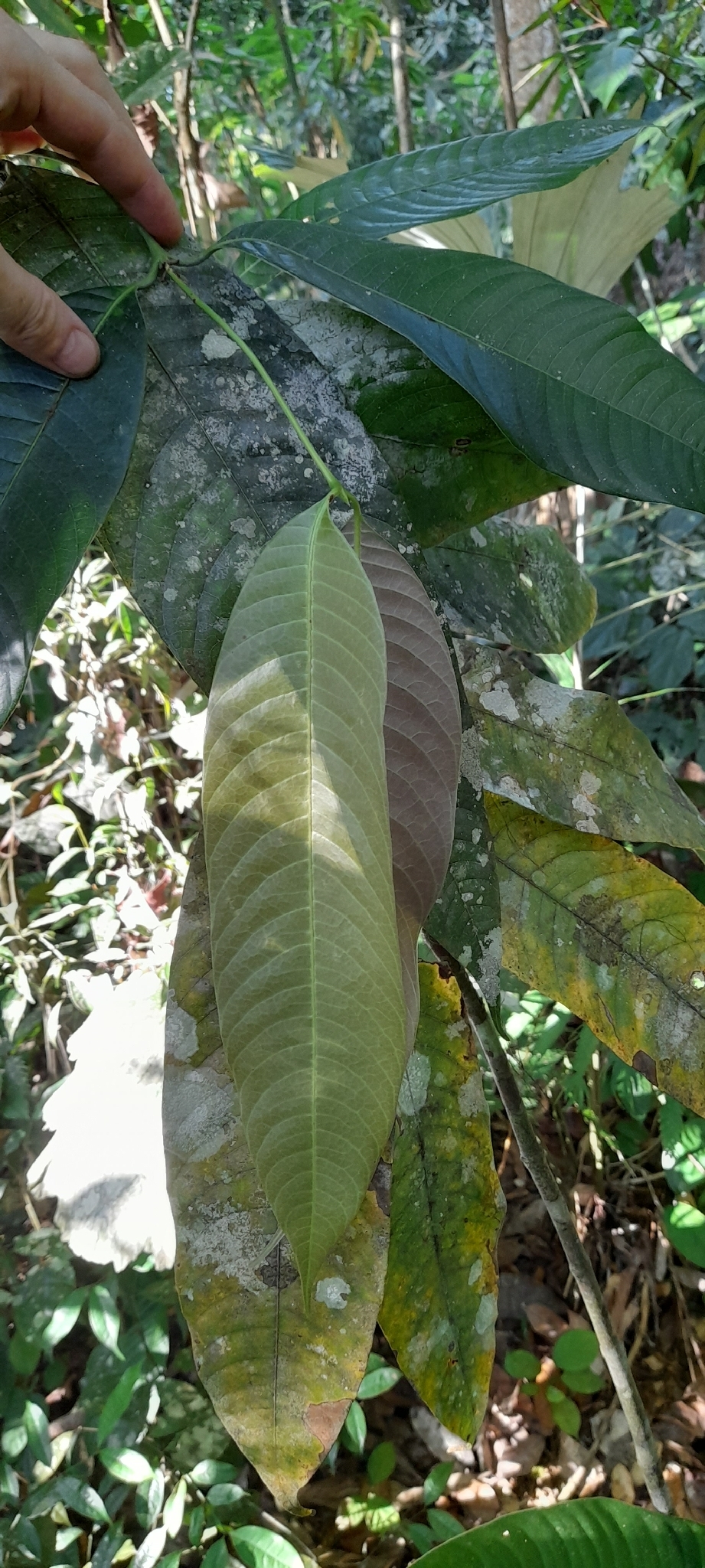 Bouea Mocrophylla (Bouea macrophylla)