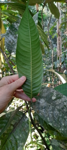 Bouea macrophylla, photograph 2