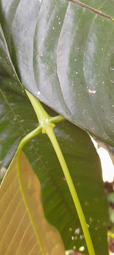 Bouea macrophylla, photograph 3