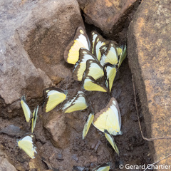 Appias lyncida eleonora