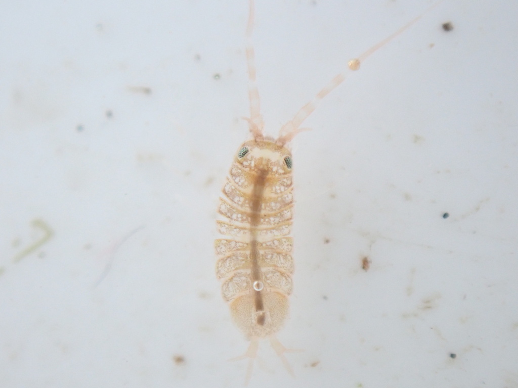 Janira maculosa