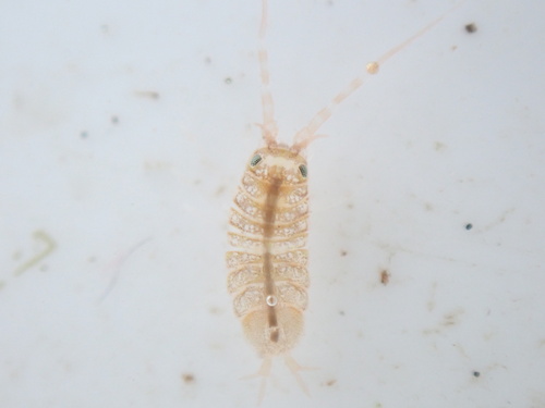 Janira maculosa