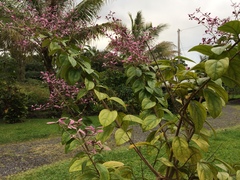 Congea tomentosa