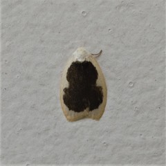 Pseudoblabes oophora