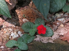 Episcia
