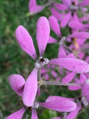 Congea tomentosa