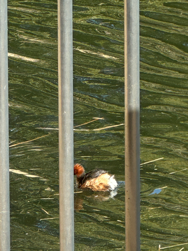 iNaturalist: (c) kokotora, some rights reserved (CC BY-NC) iNaturalist image