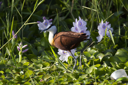 iNaturalist: (c) Александра Ивушкина, some rights reserved (CC BY-NC), uploaded by Александра Ивушкина iNaturalist image