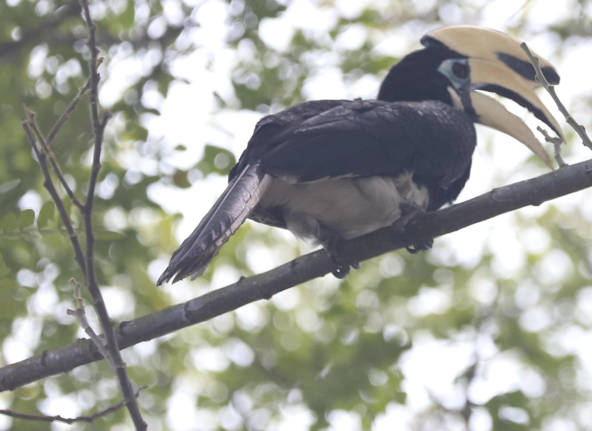 Oriental Pied Hornbill (Anthracoceros albirostris), photo 10