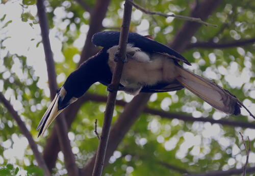 Oriental Pied Hornbill (Anthracoceros albirostris), photo 7