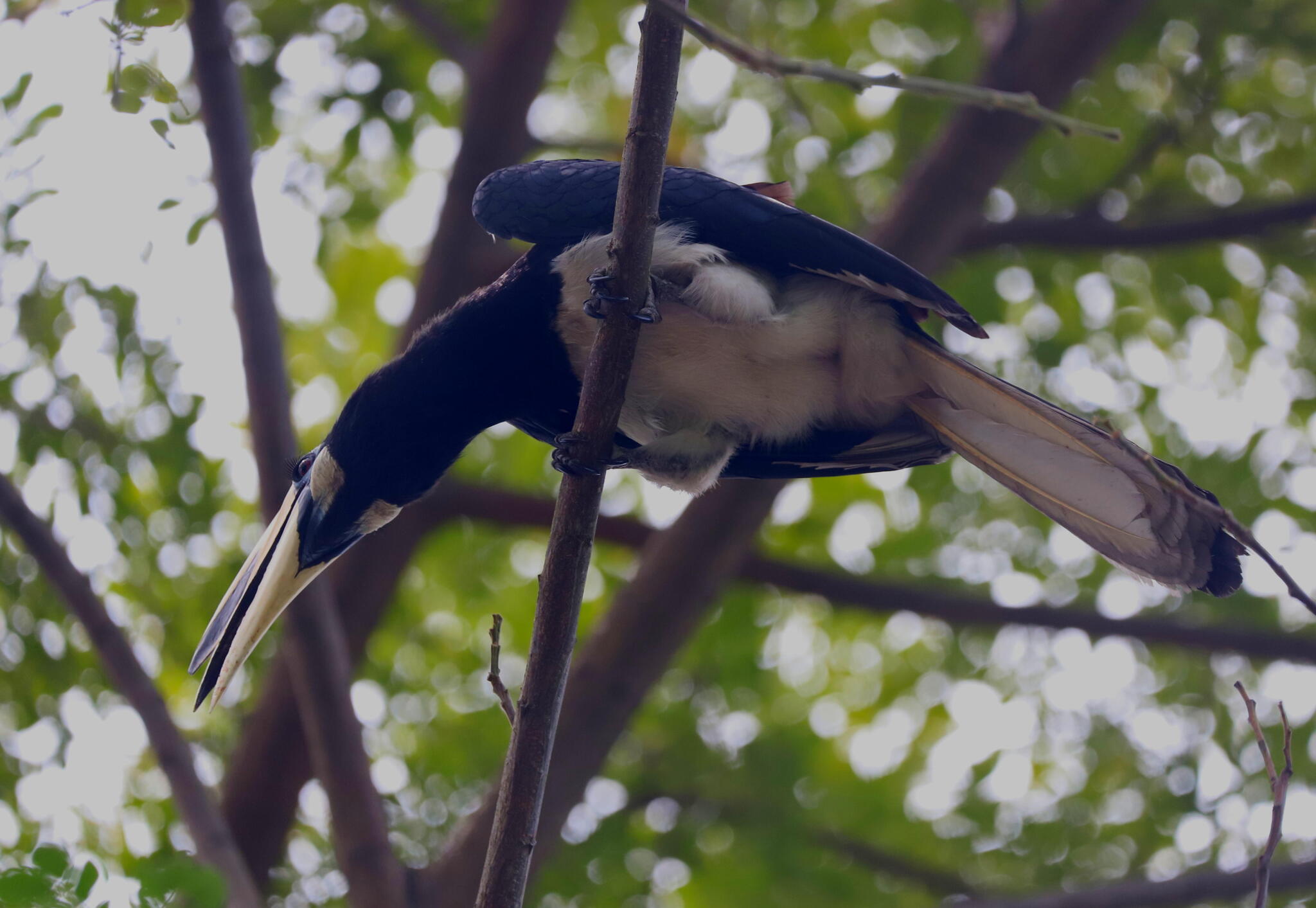 Oriental Pied Hornbill (Anthracoceros albirostris), photo 9