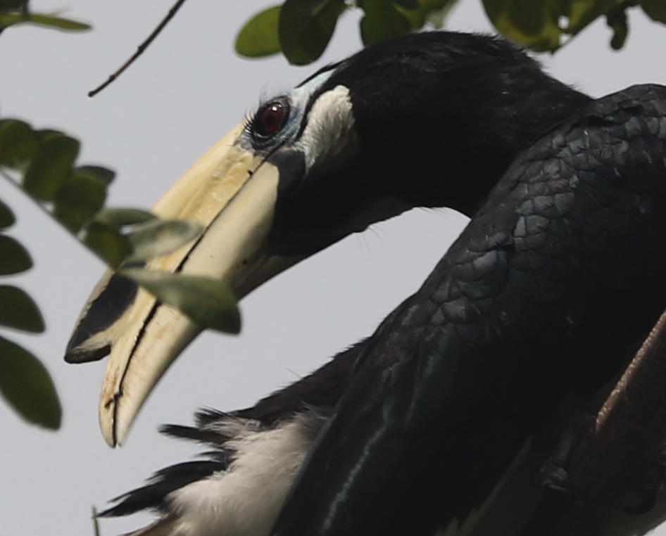 Oriental Pied Hornbill (Anthracoceros albirostris), photo 8