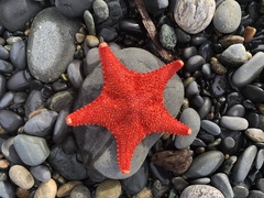 Hippasteria phrygiana