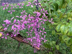 Congea tomentosa