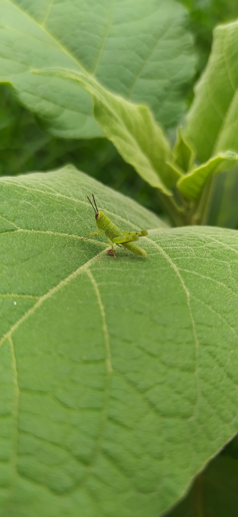 Belalang Kayu (Valanga nigricornis)