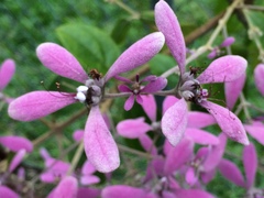 Congea tomentosa