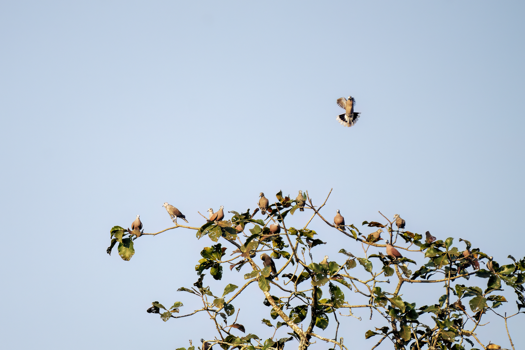Red Collared Dove (Streptopelia tranquebarica), photo 3