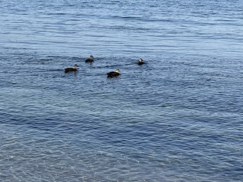 iNaturalist: (c) Jason van Weenen, some rights reserved (CC BY-NC), uploaded by Jason van Weenen iNaturalist image