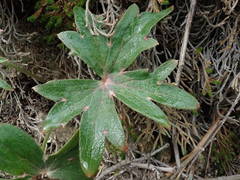 Delphinium cardinale