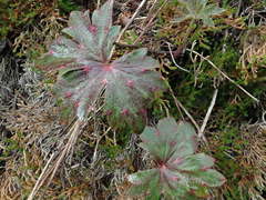 Delphinium cardinale