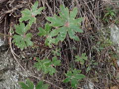Delphinium cardinale