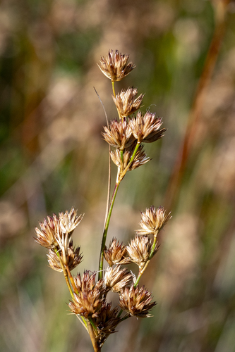 Juncus capensis (Juncus capensis)