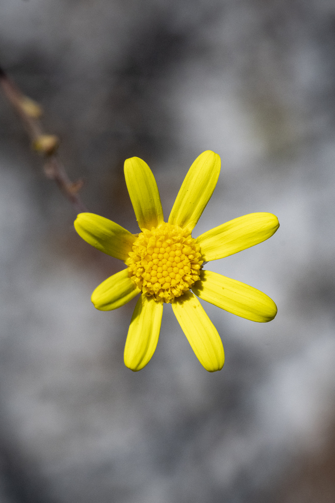 Othonna viminea